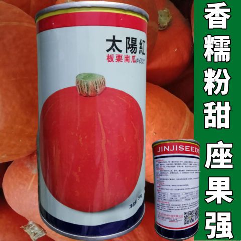 太阳红板栗南瓜种子香甜糯板栗味小南瓜春秋四季庭院大田蔬菜