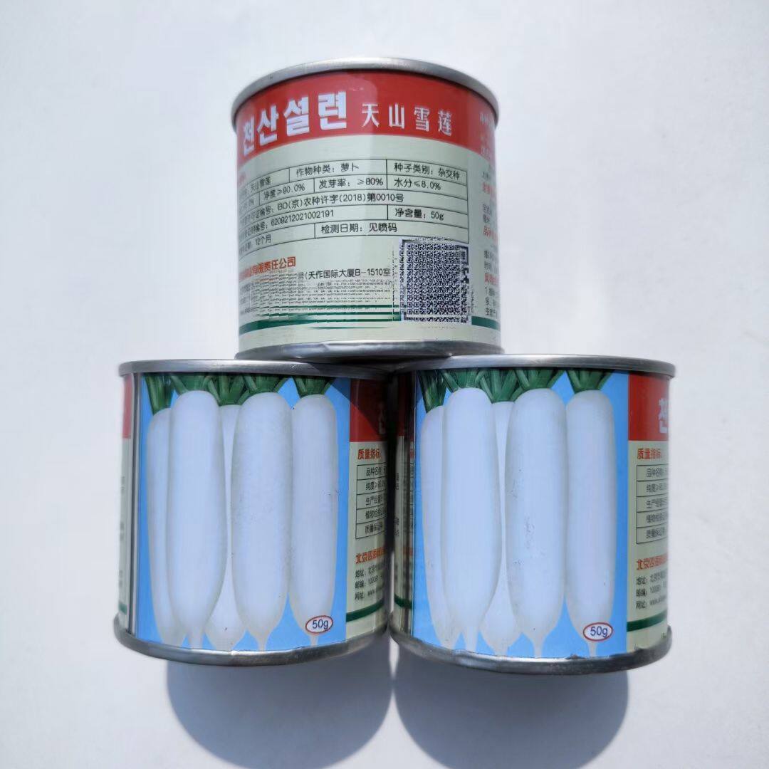 天山雪莲白萝卜种子新鲜水果萝卜生吃脆甜盆栽四季播农家蔬菜种籽