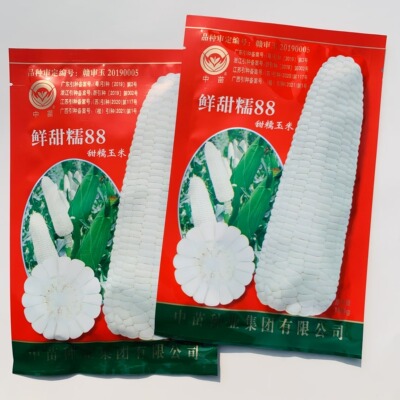 中苗鲜甜糯88玉米种子早熟白色甜糯玉米大棒鲜食糯玉米春秋播高产