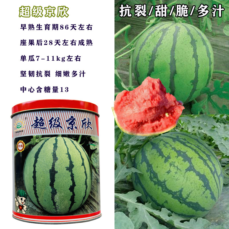 超级京欣西瓜种子早熟大果红瓤