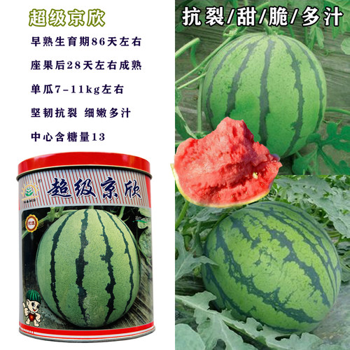 超级京欣西瓜种子早熟大果红瓤