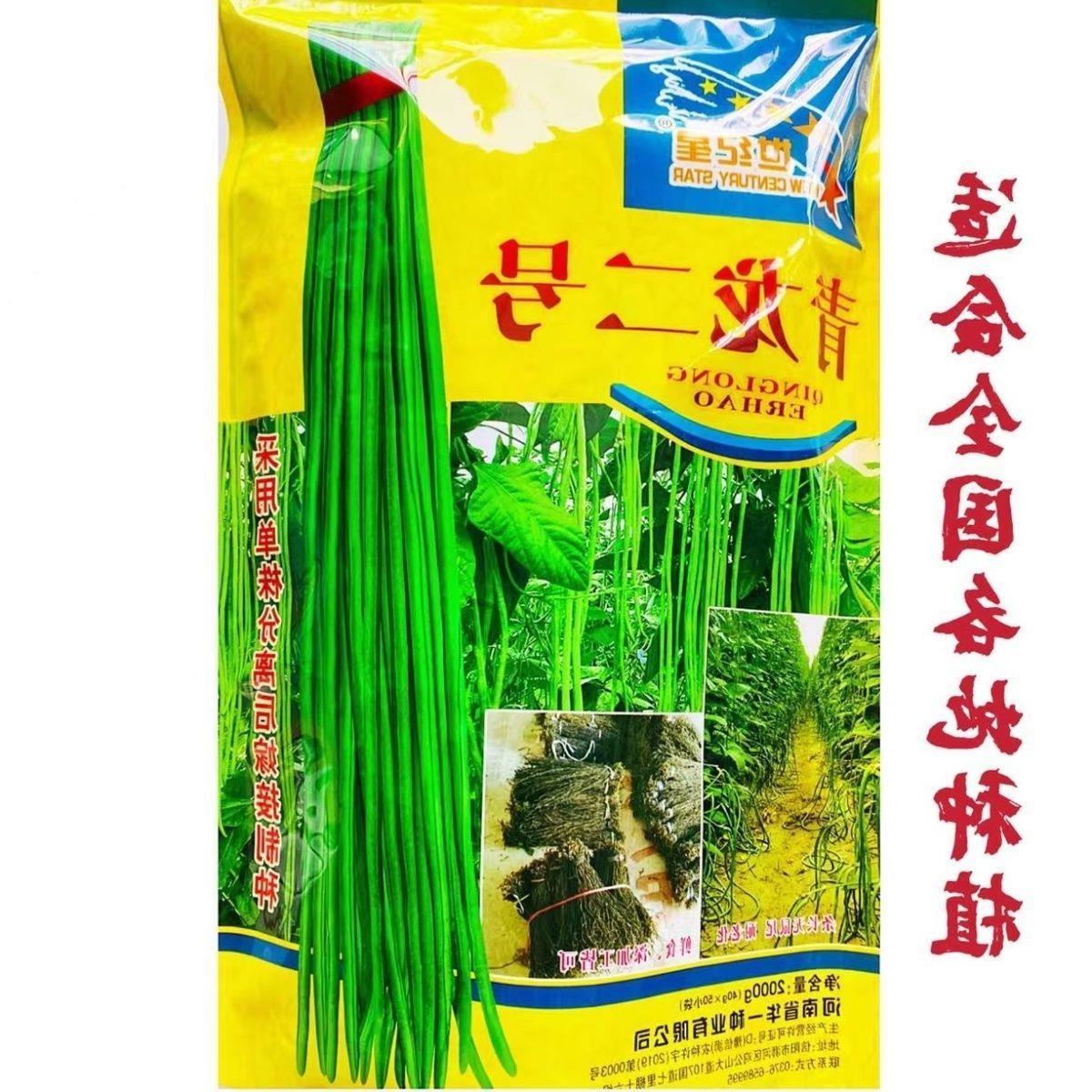 青龙二号豇豆种籽翠绿条耐