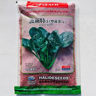 菠斯特巨型菠菜种籽农家大叶春秋冬菜园中熟叶肉厚杂交蔬菜种子孑