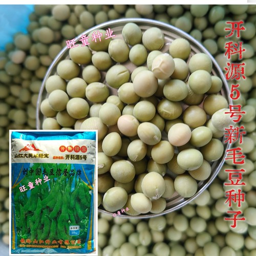 开科源5号翠绿毛豆种子青黄豆早熟抗病高产早绿鲜丰毛豆大田用种