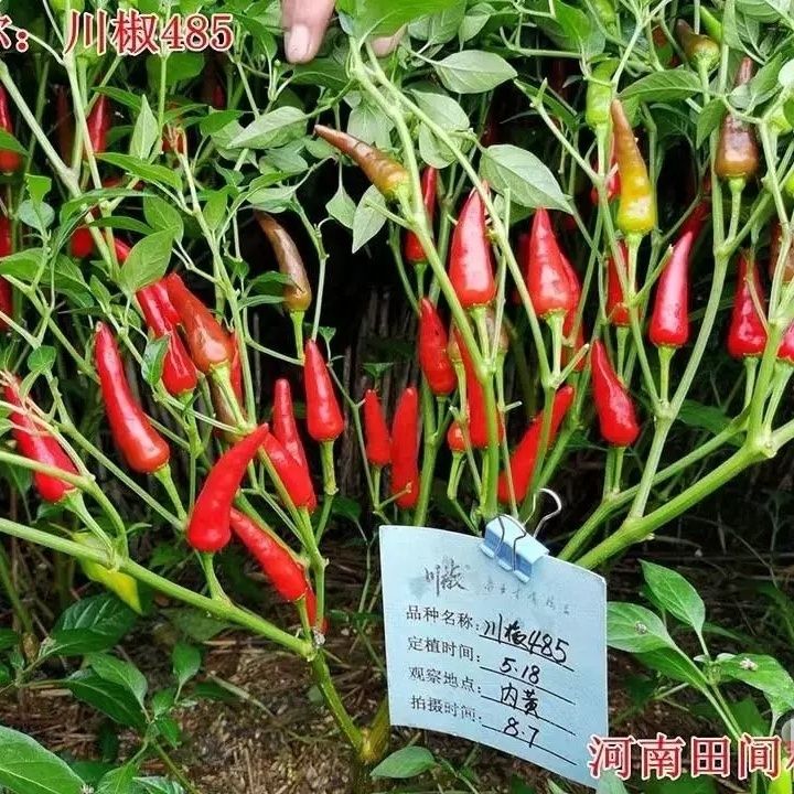 川椒485朝天椒辣椒种子早熟高产抗病大果小米尖椒特辣羊角型辣椒