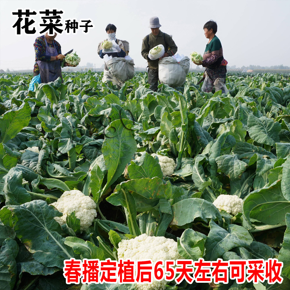 花菜种子80菜花白玉青梗松花菜种