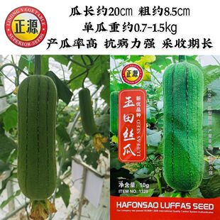 正源玉田丝瓜丝瓜种子杂交短棒肉丝瓜种子抗性好挂果率高口感好