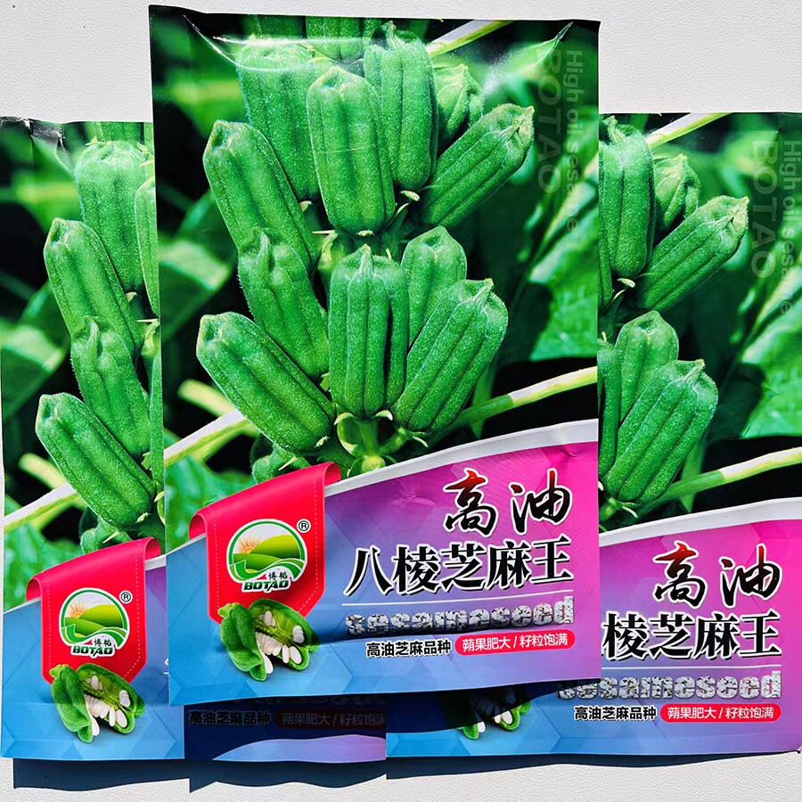 高油八棱王白芝麻种子高产抗病含油量高单杆粗杆芝麻种子抗旱芝麻