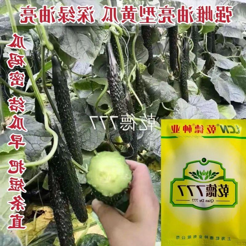 原装正品乾德辣椒种子绿肉