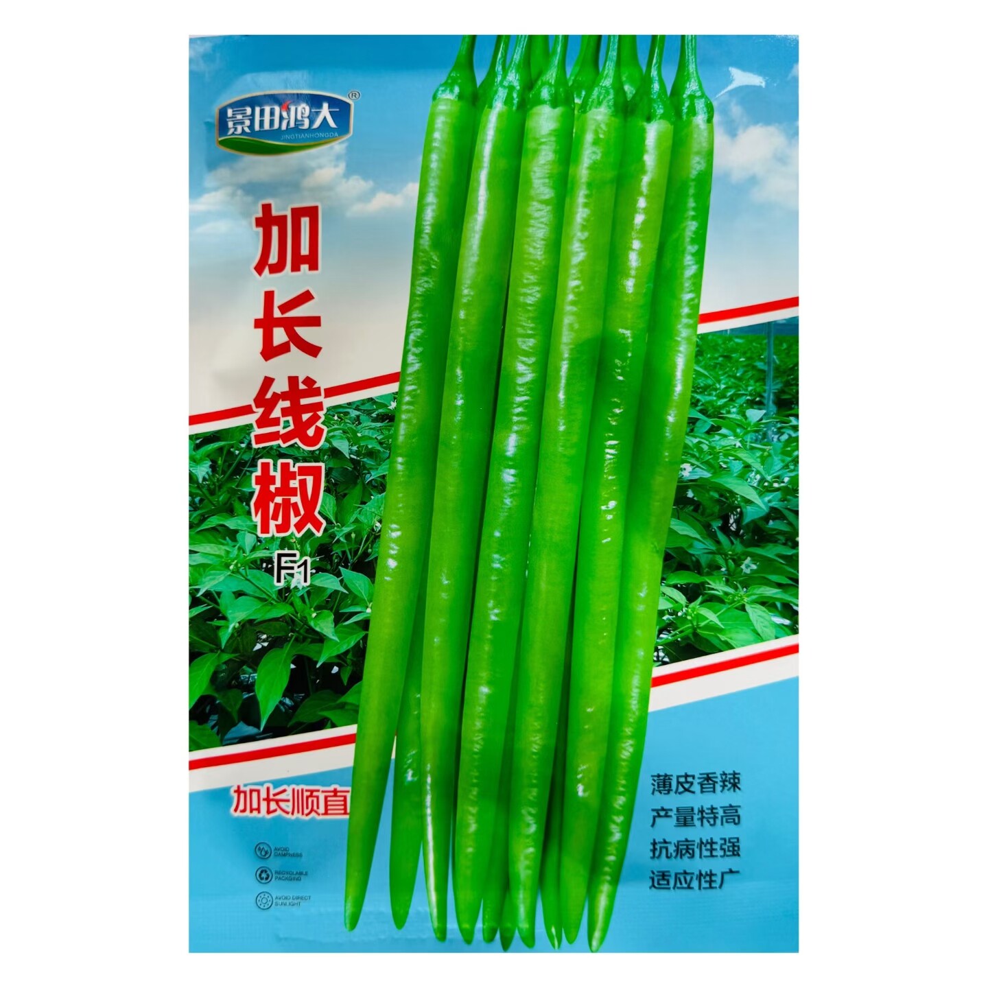 加长线椒种子中早熟薄皮香辣长线椒抗性好产量高基地种植户专用品