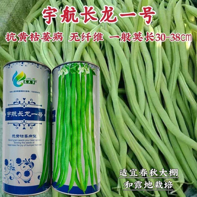 宇航长龙一号架豆王种子特长无筋架豆种子抗黄枯萎病型四季豆种子