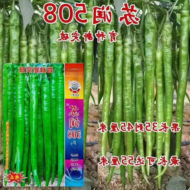 苏润线椒种子苏润508辣椒种子 一代杂交高产优质良种抗病基地种孑