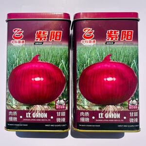 璐通紫阳紫红皮洋葱种子中日照半高桩型圆葱种子口感甜脆辣味适中