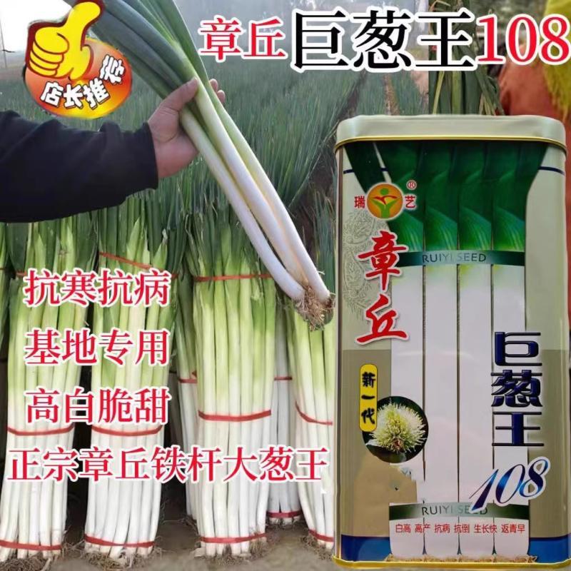 章丘巨葱王108植株高大抗寒抗病高白脆甜生长快基地专用大葱种子