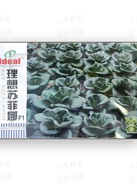 理想苏菲娜小白菜种子绿色株型直立抗病耐热耐寒软糯微甜白菜种子