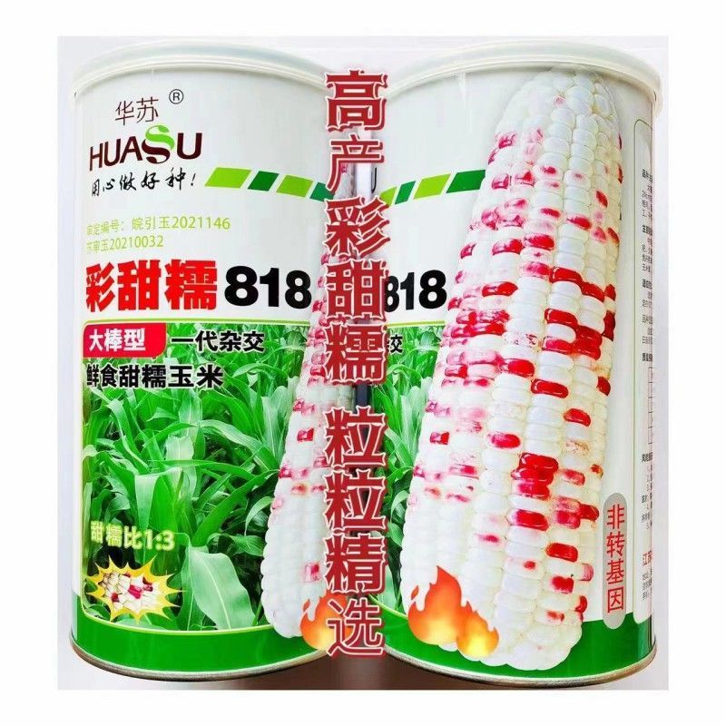 【818彩甜糯玉米种子】.甜糯彩色玉米不露顶抗病丰产春秋两季播