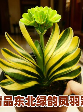 东北精品高档君子兰 绿花凤羽金丝彩兰 短叶立板鸳鸯覆轮盆栽种子
