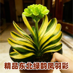 东北精品高档君子兰 绿花凤羽金丝彩兰 短叶立板鸳鸯覆轮盆栽种子