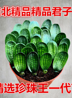 东北长春精品君子兰国宝级珍珠王一号子代小苗宽圆头蜡膜花脸麻脸