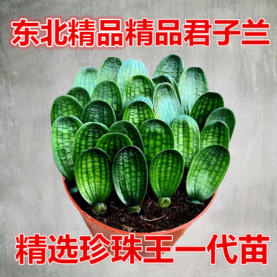 东北长春精品君子兰国宝级珍珠王一号子代小苗宽圆头蜡膜花脸麻脸