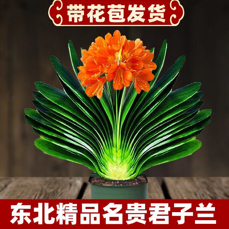 东北君子兰盆栽带花苞当年开花宽叶圆头和尚精品绿植花卉精品高端
