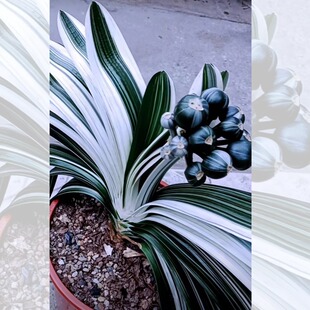 5号东北名贵精品君子兰白天鹅彩兰宽叶麻脸油匠盆栽苗绿植花卉