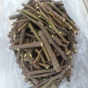 无花果枝条盲盒10品,细枝,半木质化或顶芽嫩枝,只适合嫁接