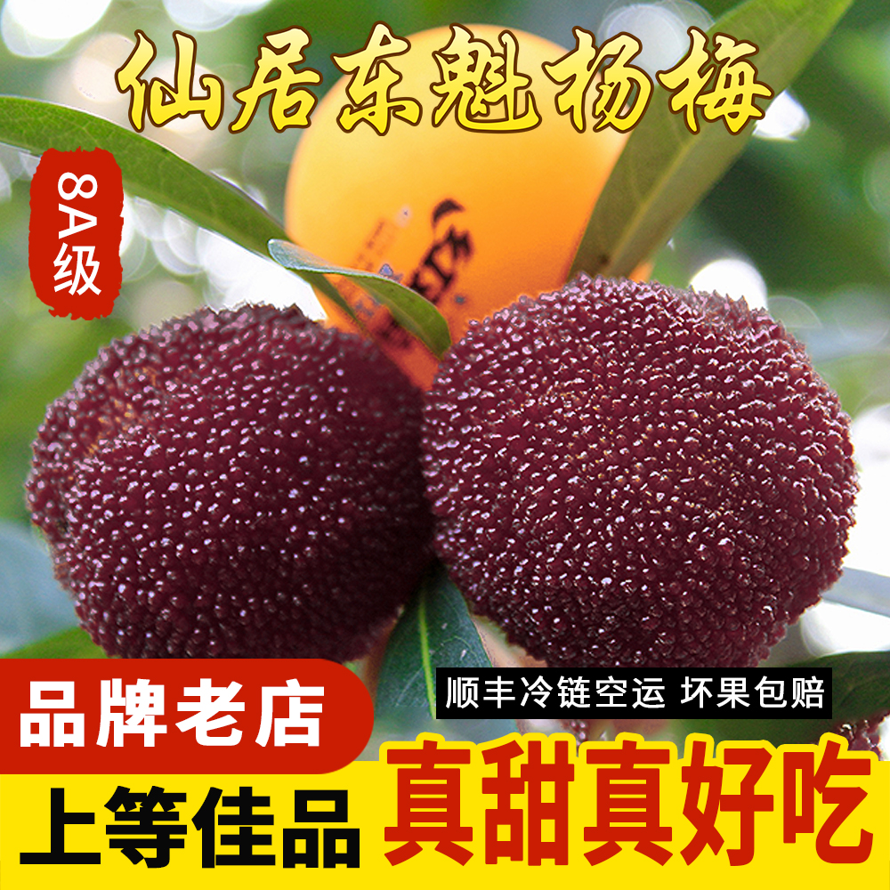 正宗仙居东魁杨梅 新鲜接近乒乓大杨梅水果8A颗粒礼盒装现摘现发