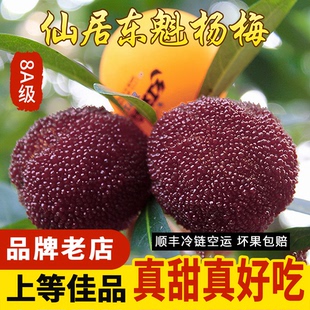 正宗仙居东魁杨梅 新鲜接近乒乓大杨梅水果8A颗粒礼盒装现摘现发