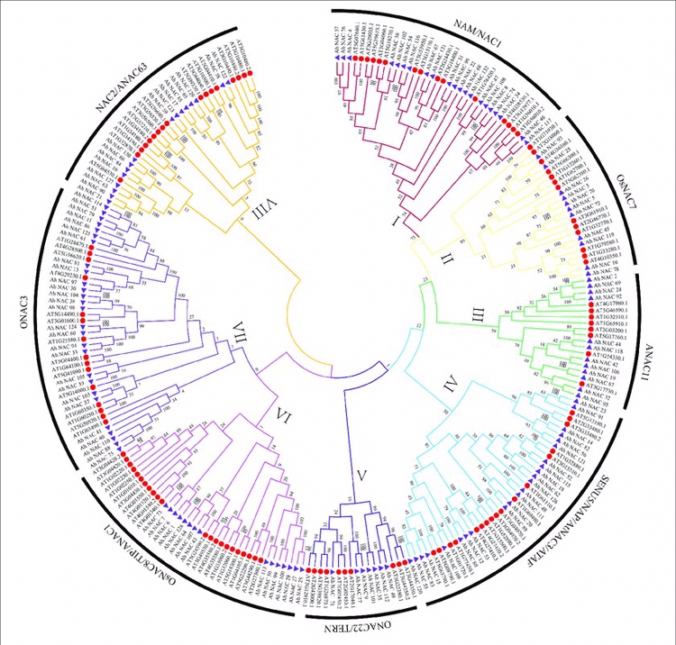 基因家族全套系统进化树绘制circos设计图绘图生物信息数据分析