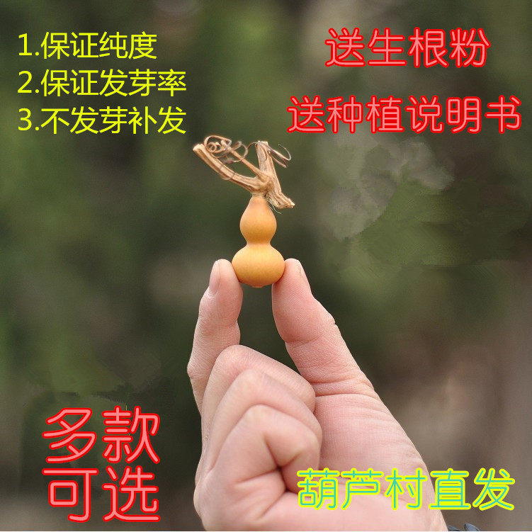 鹤首葫芦手捻葫芦种子巨型葫芦 文玩葫芦爬藤植物种子阳台盆栽