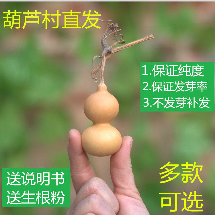 微型美国特小葫芦种子阳台庭院种植大中号手捻文玩葫芦籽种子包邮