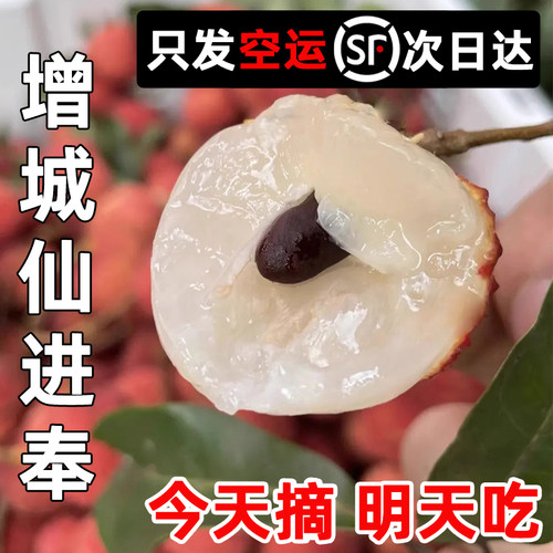 正宗增城仙进奉荔枝新鲜顺丰空运