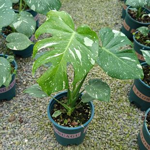 洒金龟背竹白锦黄锦天南星科室内观叶绿植白龟ins网红植物盆栽