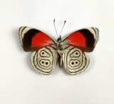 Цзяин, перуанская бабочка с красным водоворотом Diaethria clymena. Происхождение: Перу. Примерно на 5 см после раскрытия крыльев.