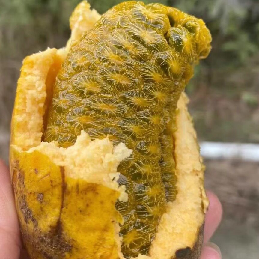 福安特产野生九月黄深山水果牛麻藤包木通果罕见水果原生态新鲜