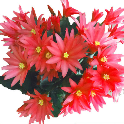 新品蟹爪兰重瓣小昙花三月红仙人指室内蟹爪兰花期3月底到5月初