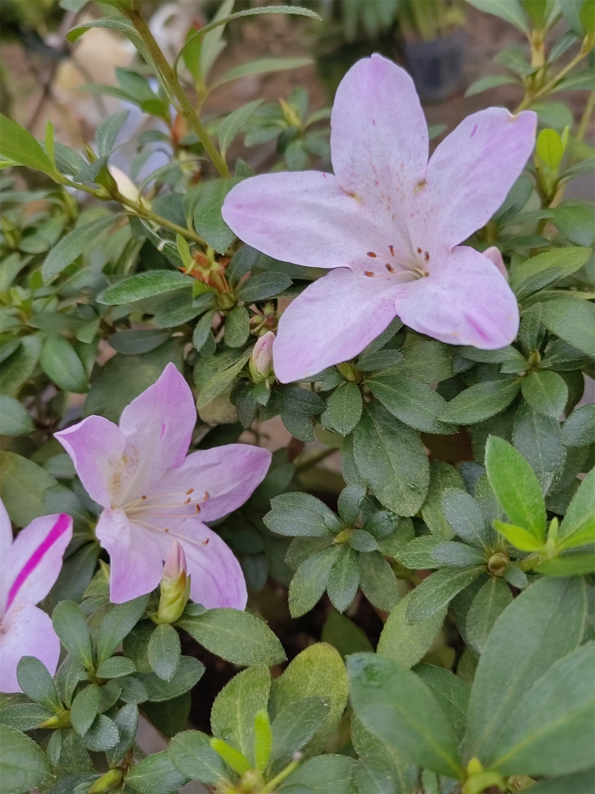 皋月紫百合杜鹃紫气东来杜鹃花特价出 鲜花速递/花卉仿真/绿植园艺 时令草本花卉 原图主图