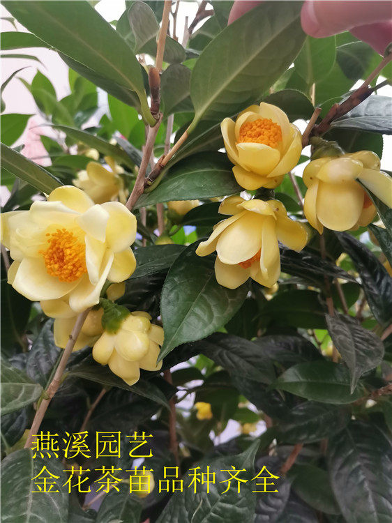 特价金花茶苗四季防城凹脉黄尊金花茶苗原盆带土花圃入秋带花苞