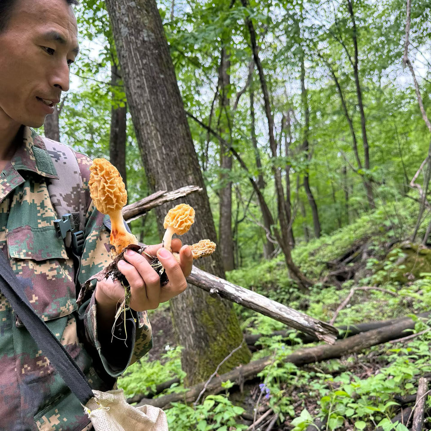 东北长白山吉林精选野生菌羊肚菌干货纯菇蘑干羊肚蘑正品煲汤半斤