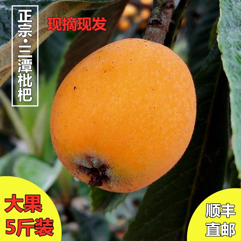 黄山三潭枇杷果新鲜孕妇水果五星农家树熟野生土枇杷大果琵琶顺丰