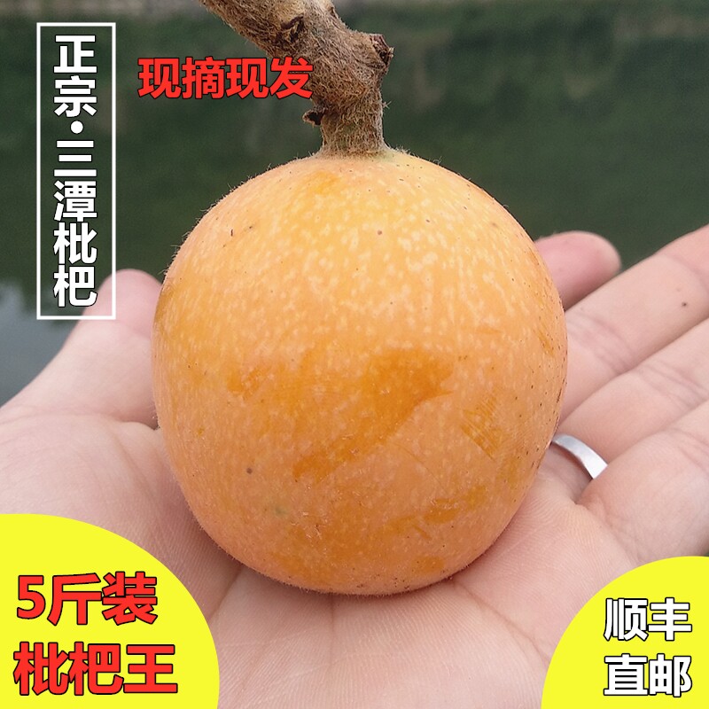 黄山三潭枇杷果新鲜孕妇水果五星农家树熟野生土枇杷王琵琶顺丰
