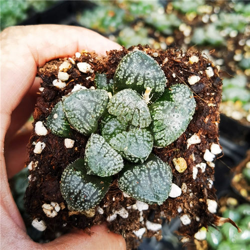 魔多寿多肉植物多肉属不仅布蔓