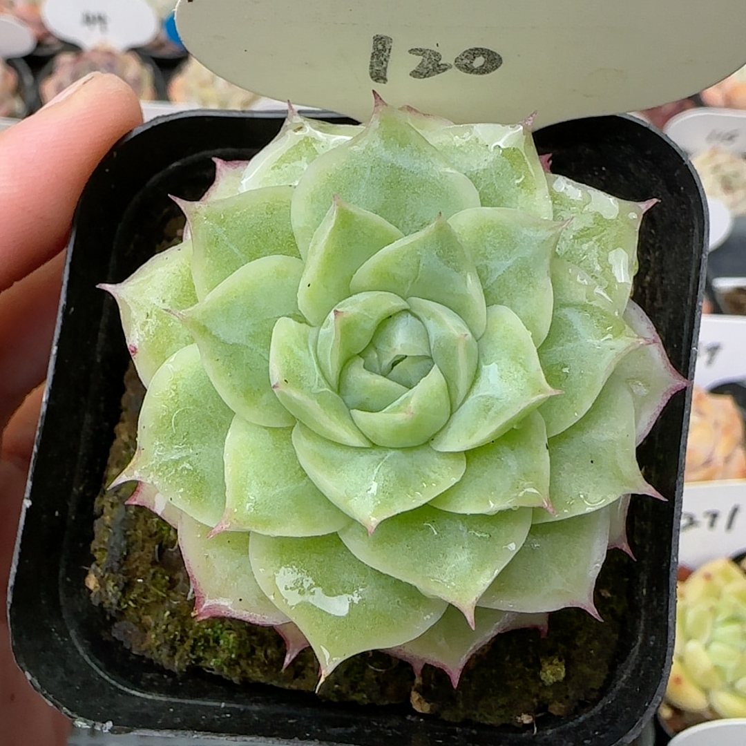 潘多拉女王120