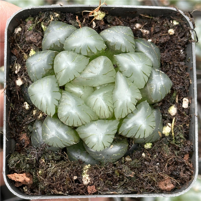 孔明灯十二卷属7厘米盆