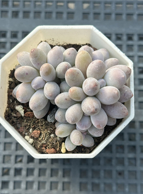 汤圆 多肉植物 7厘米盆 圆滚滚 多头群粉紫色 一件包邮 不仅布蔓