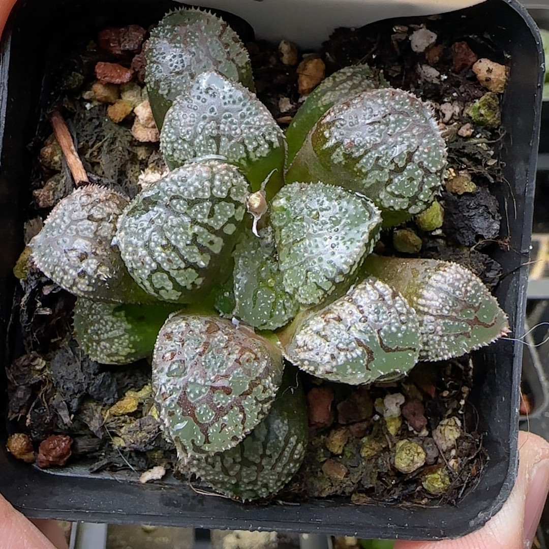 魔多 120,鲜花速递/花卉仿真/绿植园艺,多肉植物,淘宝优惠券,粉丝福利购,淘宝优惠卷