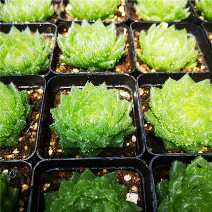 樱水晶 多肉植物 多肉 十二卷属 7厘米盆 一件包邮 不仅布蔓