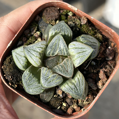 白羊座7厘米盆包邮