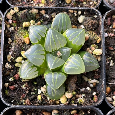 翠虎十二卷冰透翠绿7厘米盆